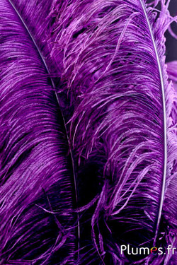 Autruche premium - 50-60 cm - pourpre